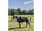  [url removed] REGISTERED TWH MARE