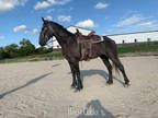  [url removed] PERCHERON CROSS GREY ROAN