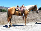 4 Year Old 15.1 Hand Palomino Gelding
