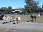 Beautiful Mini Horses Breeder Sweethearts Pinto Paints