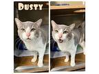 Dusty Domestic Shorthair Senior Male