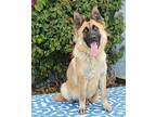 Venus von Vellmar German Shepherd Dog Young Female