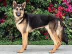 Harper von Erkner German Shepherd Dog Puppy Female