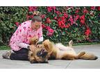 Brody von Beckum German Shepherd Dog Young Male