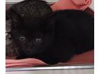 Carl Domestic Shorthair Kitten Male