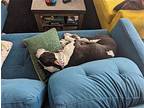Z COURTESY POST Gertie American Pit Bull Terrier Young Female