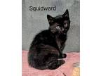 Squidward Domestic Shorthair Kitten Male