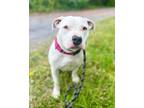 Tia American Pit Bull Terrier Adult Female