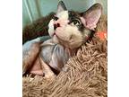 DENDRITE Sphynx Adult Male