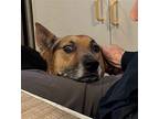 Z COURTESY POST Gon German Shepherd Dog Adult Male