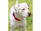 Tundra Labrador Retriever Adult Male