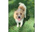 Bubba Jack Russell Terrier Adult Male