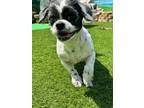 Oreo Lhasa Apso Senior Male