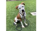 Pringles American Staffordshire Terrier Young Female