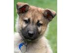 Milo von Belle German Shepherd Dog Puppy Male