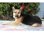 Ace von Alsdorf German Shepherd Dog Young Male