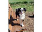 Billie Australian Shepherd Adult Female