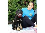 Apollo von Almdorf German Shepherd Dog Puppy Male