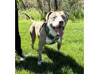 Odin American Pit Bull Terrier Adult Male