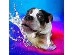 DA 5 Buggie Boxer Adult Male