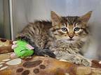 Iago Domestic Mediumhair Kitten Male