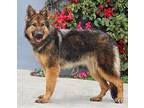 Shiloh von Schwaan German Shepherd Dog Young Male