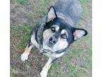 Queenie Mixed Breed (Large) Senior Female