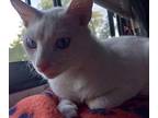 Ghost Siamese Young Male