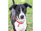 Star Collie Adult Female
