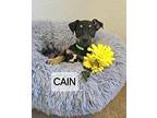 Cain Shepherd (Unknown Type) Puppy Male