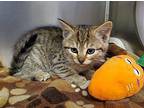 Ursula Domestic Shorthair Kitten Female