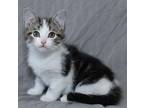 Jordache Tabby Kitten Female