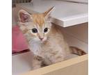 Bert Domestic Shorthair Kitten Male