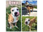 Xina - SPONSORED American Staffordshire Terrier Adult Female