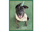 JONAS - see video Staffordshire Bull Terrier Adult Male