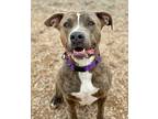 Arlowe American Pit Bull Terrier Young Male