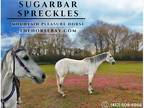 Quarter Horse Trail Ranch Mare