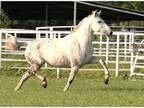 2018 Flashy Andalusian Mare