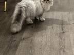 Persian Kittens