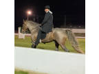 Gorgeous Silver Bay Roan Stallion At Stud