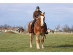 17 HH Belgian Gelding - Great Beginner's Horse