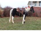 Online Auction- [url removed] - Beautiful Black & White Missouri Fox Trotter