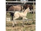 Buckskin Dun filly, nice markings