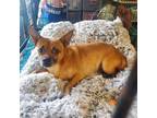 Jerry Chihuahua Adult Male
