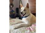 Sammy Husky Adult Male