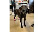 Greta Plott Hound Young Female