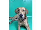Mater Labrador Retriever Young Male