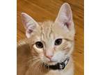 Cheddar Domestic Shorthair Kitten Male