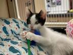 Lord Alfred Buttersworth III Domestic Shorthair Kitten Male