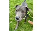 Pops American Pit Bull Terrier Adult Male